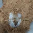 MAXBECK Dog Companion for Heavy Chewers- Indestructible Robust Bear Dog Toy, Resistant Squeaky Dog Toys for Heavy Chewers, Unbreakable Stuffed Plush Dog Toys for Aggressive Chewers (B-Oak)