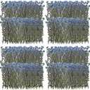 200 Pcs Natural Forget Me Not Pressed Dried Flowers Blue Don't Forget Me Dried Flower Real Dried Flowers for Resin Jewelry Candle Card Making Nail Art Flowers DIY Home Decoration
