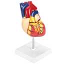 QWORK Life Size Human Heart Model, Anatomically Accurate 2-Part Model with Detachable Wall, Fixed with Hidden Magnets