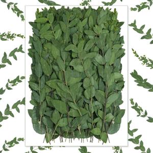 100 Pcs Pressed Dried Eucalyptus Leaves 6 Inch 100% Natural Preserved Real Eucalyptus Stems Dried Greenery for DIY Crafts Resin Art Invitations Scrapbook Card Gift Decoration (Green)