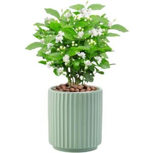 Flowers and Succulent Plant Pots, Ceramic flower Pots and Drainage Hole, Bonsai Planter Large Flower Pots for Indoor Outdoor Use for Home Office Garden Decoration,Plants not included (Green)