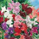 9 x 20+ Seeds Fragrant Sweet Pea Mix - Flower Multicolor