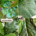 Artificial Fiddle Leaf Fig Tree 6FT - Large Fake Tree with White Planter, Tall Faux Ficus Lyrata Tree Floor Plants for Indoor Home Decor Office Living Room Housewarming Gift, 1Pack