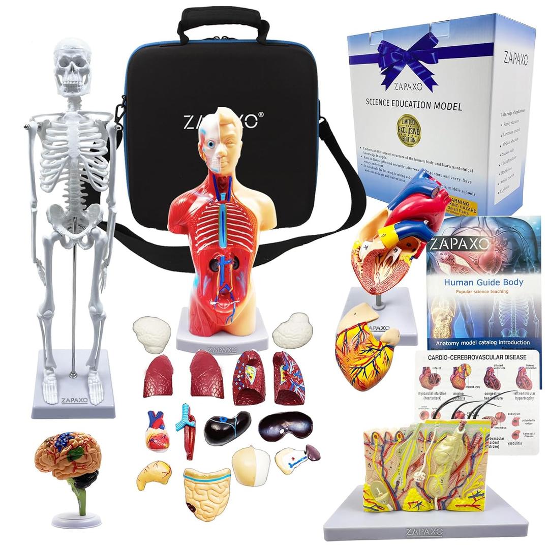 Human Anatomy Model Set | Torso, Heart, Skeleton, Skin, Brain | Comes with Portable Shoulder Bag, The Perfect Christmas Educational Gift (Mannequin set of 5)