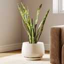 LE TAUCI Ceramic Planters, 10 Inch Plant Pot with Drainage Holes and Saucers, Stylish and Durable Planter, Plant Pots Indoor, Gift for Mom, Reactive Glaze Beige