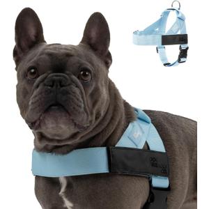 Dog Friendly Co. Dog Harness | Chafe Resistant Webbing, Adjustable Neck & Chest, and Heavy Duty D-Ring | Sturdy, Comfortable, Easy to Use | Sky Blue, Size L