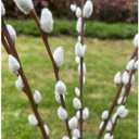 6 Stems Pussy Willow Branches for Vase Tall 55 Inches Artificial Pussy Willows Plant Decorative Branches Twig Stick for Spring Floral Arrangement Easter Home Decoration