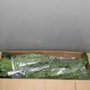 Boston Fern Bush Fern Collection by Ashland