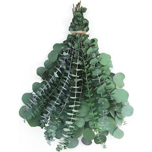34 Stems Shower Eucalyptus Hanging, 17'' Preserved Dried Eucalyptus Branches for Shower Plant, Bathroom SPA and Home Dcor