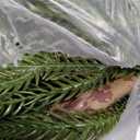 9FT Christmas Garland Norfolk Pine Garland Real Touch Artificial Greenery Garland for Mantle Fireplace Table Indoor Outdoor Holiday Decortions (Dark Green)