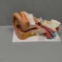 Evotech Human Ear Model Anatomy, 4 Parts 3X Enlarged Anatomical Model of Ear Display Outer, Middle, Inner Ear Model for Medical Anatomy and Physiology Study Teaching with Base