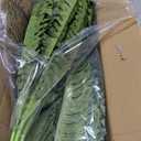 FOREST PRINCE 42" Artificial Boston Fern Large Bush Plants, 2 Bundles of Fake Ferns with 65 Fronds for Outdoors Home Decor