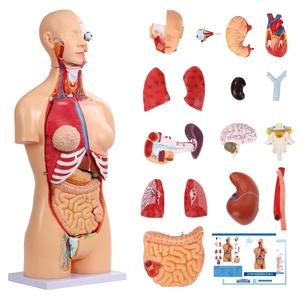 Dual-Sex Human Body Model 33.4", 32 Part Removable Human Torso Anatomy Model with Heart Brain Visceral Organ Muscular Layers Bone Vessels Includes Manual for Medical Scientific Education