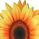 Amylove Sunflower Shape Bathroom Rug Non Slip Bath Mat Doormat Decorative Sunflower Rug Water Absorbent Cute Entrance Welcome Mat for Outdoor Indoor Kitchen Bath Shower Room, 27.6 Inch