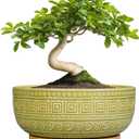 G EPGardening Bonsai Tree Pot - 8 Inch Ceramic Planter for Indoor Plants Flower, Shallow Round Succulent Bowl with Drainage and Saucer, Boho Office Decor, Gifts for Plant Lovers, Green