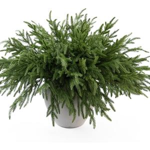 MISSPIN 12 Pcs 19.5 Inches Christmas Norfolk Pine Branches, Norfolk Pine Artificial Christmas Branches DIY Crafts Faux Pine Branches for Xmas Indoor Outdoor Home Decor