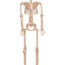 Skeleton with Realistic Movable and Posable Joints for Halloween Indoor and Outdoor Decoration