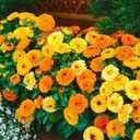 6 x 70+ Seeds Pot Marigolds Mix Calendula - Flower Multicolor