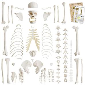 Life-Size 67" Unarticulated Human Skeleton Model