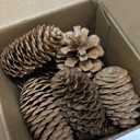JOHOUSE 40PCS Natural Pine Cones Bulk, Pinecones Decorations Pine Cone Ornaments for Crafts Thanksgiving Christmas Wreath Table Bowl Decor, Winter Vase Filler