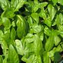 8 x Seeds Genovese Basil Indoor Herb Non GMO Heirloom for Planting