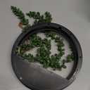 Der Rose 2 Pack Fake Plants Hanging Artificial Succulents Plants in Black Pots for Living Room Bathroom Accessories Boho Farmhouse Wall Decor