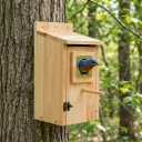 Bird Houses for Outside Clearance with Copper Guard, Cedar Bird House Outdoor, Bluebird Finch Swallow Wren Chickadee No Assembly Required, 1 Pack