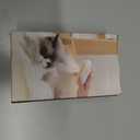 Soft 3-in-1 Silisone Spray Brush, Upgraded for Shedding, Cleaning and Spa Massage, Hair Removal, Best Water Steam Brush for indoor Long or Short Haired Cat and Dog (White, Handle)