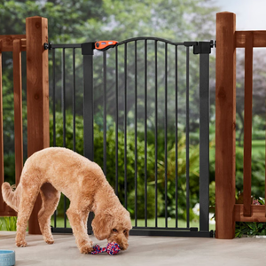 Frisco Outdoor Steel Arch Extra Tall Auto-Close Dog Gate, Black, 41-in Frisco Outdoor Steel Arch Extra Tall Auto-Close Dog Gate, Black, 41-in