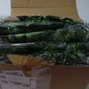 100 Pcs 722ft Artificial Ivy Garland Fake Vines Bulk Green Leaves Greenery Vines for Bedroom Hanging Plants for Wedding Garden Home Wall Jungle Themed Party Decorations