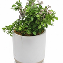 Fake Flower Plant Pot