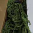 Hairui Lighted Norfolk Pine Wall Tree with Timer 4FT 140 Warm White LED Fairy Lights, Vine Garland with Lights for Home Fireplace Room Window Christmas Decoration Indoor Outdoor