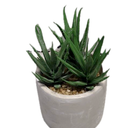 Bambeco 16in Aloe Plant