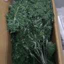 Lighted Artificial Christmas Urn Filler, 2 Pack Small Xmas Pine Tree Outdoor Decorations with Cones, Red Berries & 50 LED Lights, Light Up Planter Filler Decor for Porch Yard, Garden, Cemetery