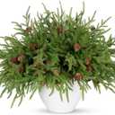 18" Real Touch Christmas Norfolk Pine Stems with Real Pine Cones,Natural Droopy Soft Bendable Artificial Pine Branches,Faux Greenery Pine Picks for Vase DIY Garland Wreath Xmas Home Decor(12Pcs)