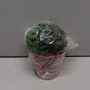 Mud Pie Boxwood Tartan Pot, Large, 5" x 5" Dia