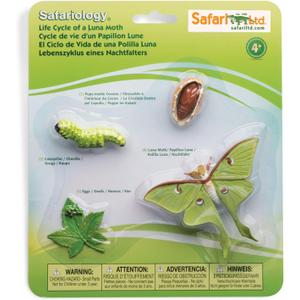 Safari Ltd. Life Cycle of a Luna Moth - Realistic Educational Toy Figurines - Miniature Insect Lifecycle Collection for Boys, Girls & Kids Age 4+