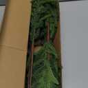 8Pcs 24 Inch Real Touch Norfolk Pine Stems, Artificial Green Plants Branches, Faux Greenery Pine Stem Fake Cedar Picks for Vase, Christmas Pine Branches for DIY Crafts Home Indoor Decor