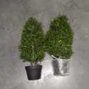  4FT Artificial Cedar Topiary Trees (2 Pack) - UV Resistant Fake Evergreen Shrubs with Extra Dense Foliage, Realistic Potted Faux Plants for Front Porch & Garden Decor
