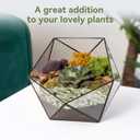 Pulovin 5LB Succulent and Cactus Pebbles, 1/5 Inch Jade Pebbles for Indoor Plants, Decorative Gravel for Vases, Bamboo, Succulent, Terrarium, Crafts, Cactus