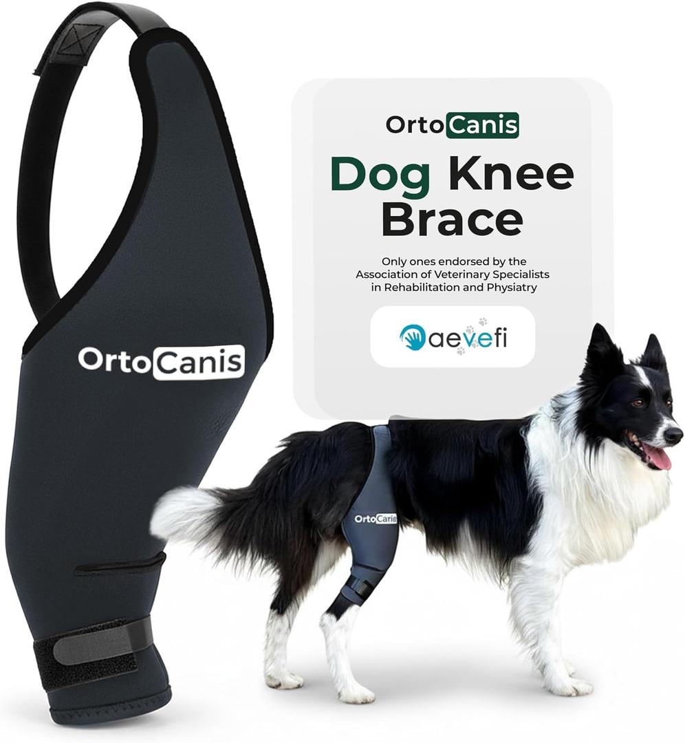 Ortocanis Dog Knee Brace for Hind Leg Support Flexible Neoprene Knee Brace for Dogs with Joint Instability, Torn ACL, Limping or Osteoarthritis Comfortable Support for Recovery (Large, Right Leg)