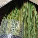 KOL 3ft 2-Pack Artificial Cattail Reed Grass, 35in Artificial Indoor Outdoor Fake Onion Grass Plant, Home Office Decorative Artificial Plants in Pot Faux Plant Greenery, Housewarming Gift, Green