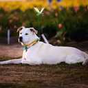 2 x Outdoor 3D Dragonfly Clips, Fake Dragonfly Clip, Creative Home Ornaments, 3D Dragonfly Garden Decoration Clip with Natural and Organic Concepts8PCS