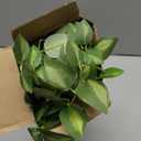Giegxin 6 Pcs 31.5 Inch Artificial Eucalyptus Greenery Stems Faux Leaves Branches Fake Plants Spray for Wedding Centerpieces Vase Filler Home Kitchen Farmhouse Spring Decor Office Party Decoration