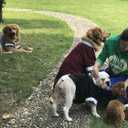 Lovelonglong Pet Costume Dog Suit Formal Tuxedo with Black Bow Tie for Small Dogs Cat Clothes Chihuahua Clothing Gray XS