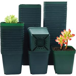 Square Nursery Succulent Pots 4 Inches 60 Pcs Deep Flower Plant Nursery Seedling Grow Pots Plastic with Drainage (Green, 4Inches, 60Pcs)