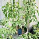 Garden Plant Stakes 36 Inch 3Ft Steel Plant Stick Support, 25 Pack Tomato Stakes for Growing Climbing Plants, Potted Plants, Tomatoes, Trees, Cucumber, Beans, Fences Poles