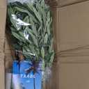 Artificial Ficus Tree 6FT Faux Floor Tree with Planter UV Resistant Potted Fake Silk Plant - Indoor Outdoor Lifelike Fake Ficus Tree for Home, Living Room Bedroom Topiary Tree (White)