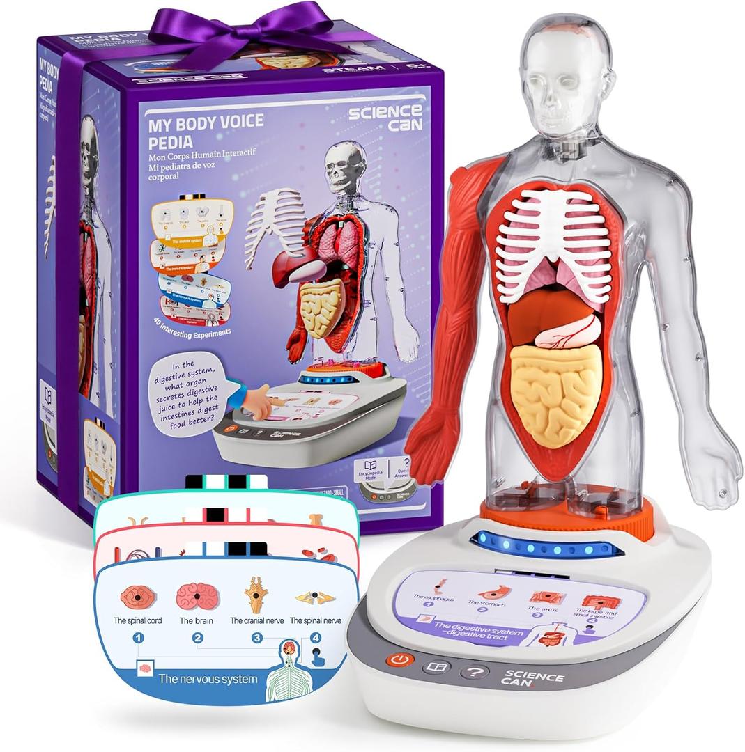 Science Can Human Body Model for Kids, Interactive Human Anatomy Talking Model - 11 Inch Realistic Anatomical Assembly Kit, 15PCS Removable Parts & Guide, Educational STEM Toys Gifts for Kids Aged 6+