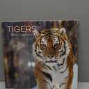Gifted Stationery Co, Tigers 2025 Wall Calendar